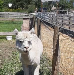 Meet your Posher, Shauna